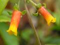 Fire cracker vine,Candy corn vine,Brazilian Fire cracker
